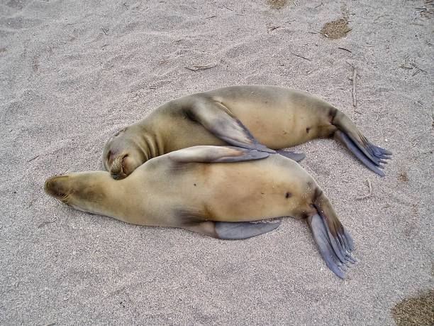 istock Sleeping Seal Pups in the Galapagos Islands 934242524