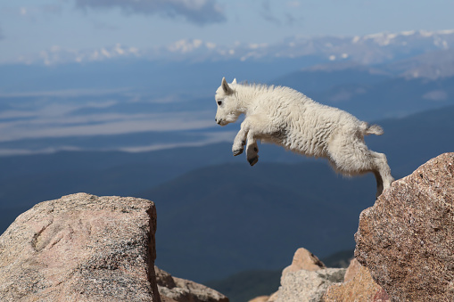 A young mountain goat kid displays its strength, balance and agility as it leaps from rock to rock near the top of Mt. Evans in Colorado.