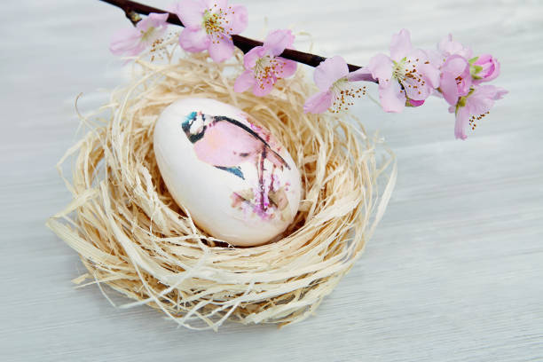 Easter egg in the nest with branch of cherry tree flowers stock photo