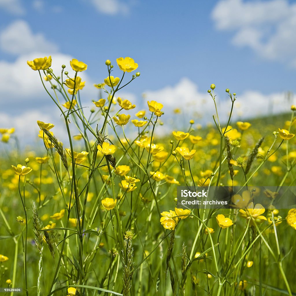 canola field  Agricultural Field Stock Photo