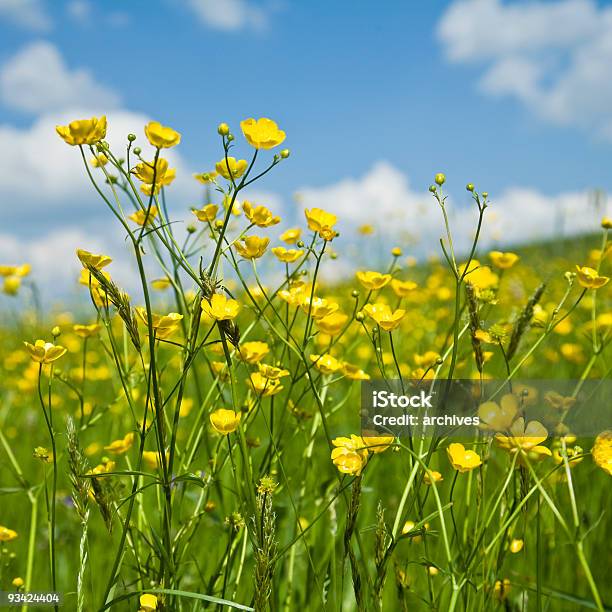 Canola Field Stock Photo - Download Image Now - Agricultural Field, Agriculture, Beauty
