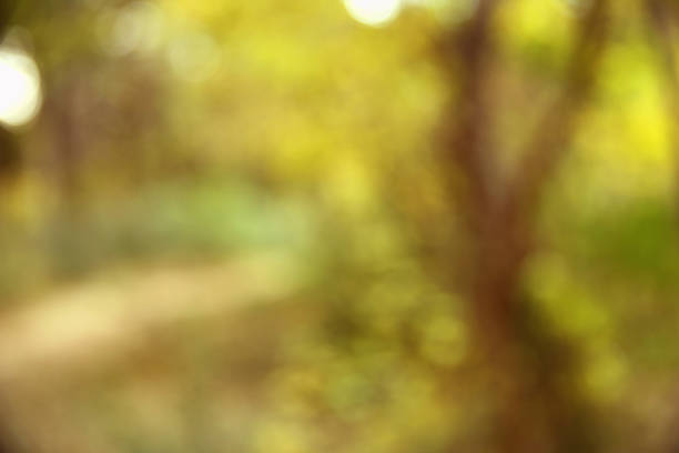 istock Autumn texture and background in the woods 934246298