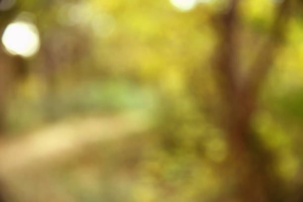 istock Autumn texture and background in the woods 934248468