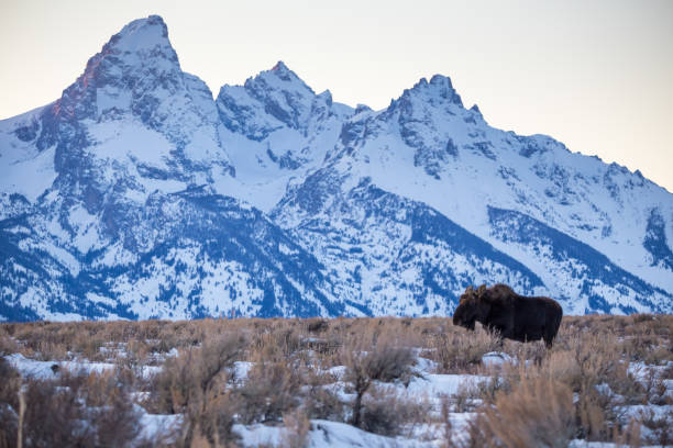 istock Bull Moose in Front of the Teton Range 934249012