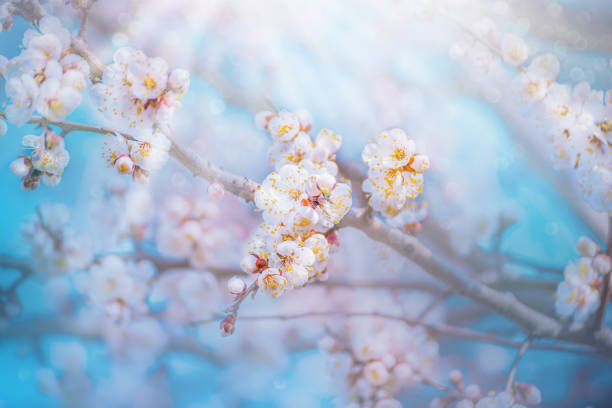 istock White apricot flowers. Beautiful flowering apricot tree. 934249064