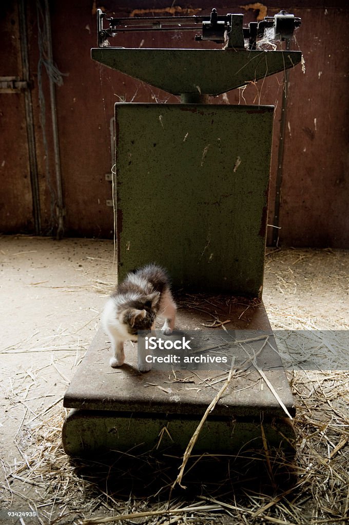 Katze auf der Waage - Lizenzfrei Agrarbetrieb Stock-Foto