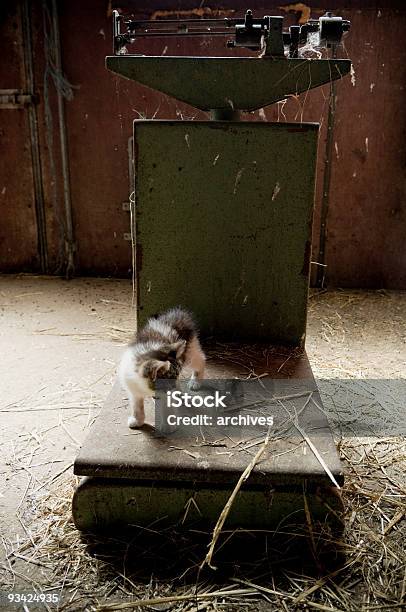 Katze Auf Der Waage Stockfoto und mehr Bilder von Agrarbetrieb - Agrarbetrieb, Domestizierte Tiere, Einzelnes Tier