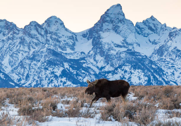istock Bull Moose with the Tetons 934249354
