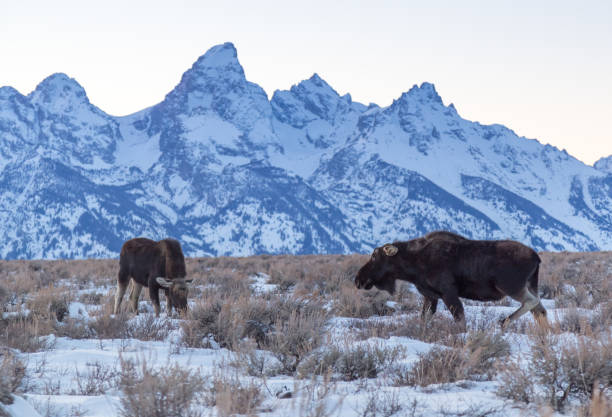 istock Two Bull Moose in front of the Tetons. 934249356