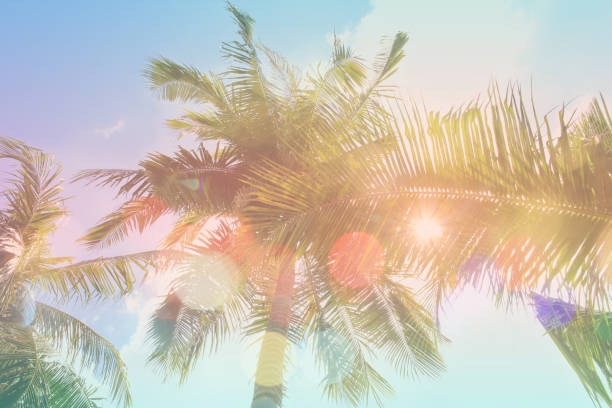 istock Soft Focus palm tree leave or coconut tree with color filters on sunset sky background, Summer vacation concept. 934252376