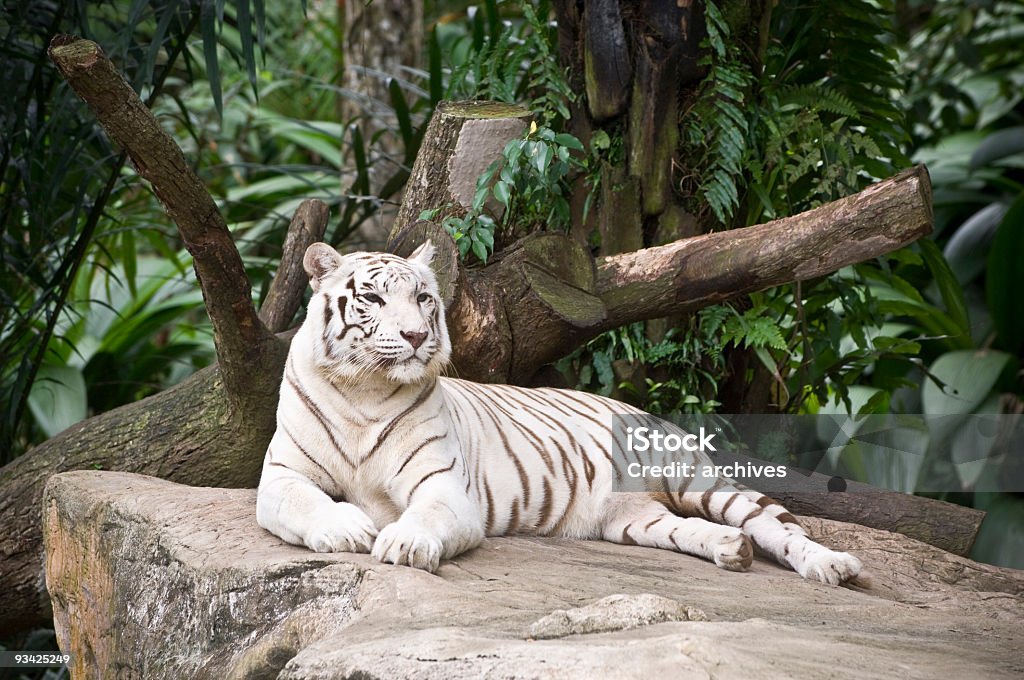 Tigre blanco II - Foto de stock de Tigre blanco libre de derechos