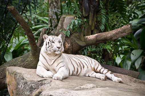 White Bengal Tiger seen in the green tropical rainforest.