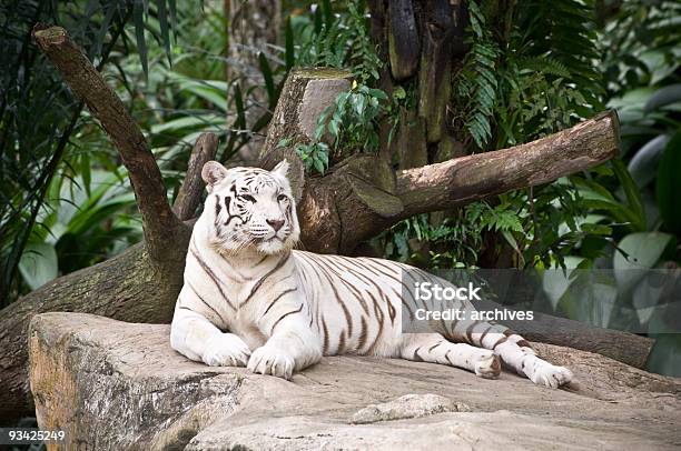 Foto de Tigre Branco Ii e mais fotos de stock de Tigre Branco - Tigre Branco, Branco, Tigre