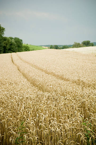 campo de trigo - wheat winter wheat cereal plant spiked fotografías e imágenes de stock