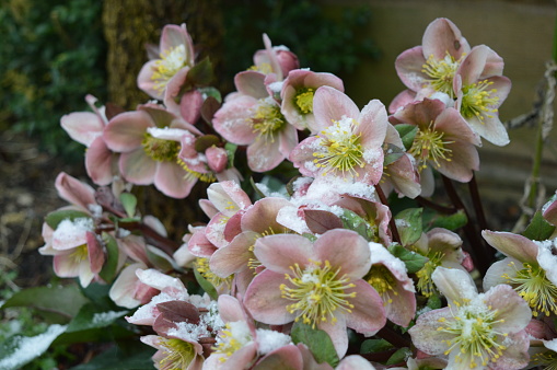 Hellebores in the snow, late spring, UK