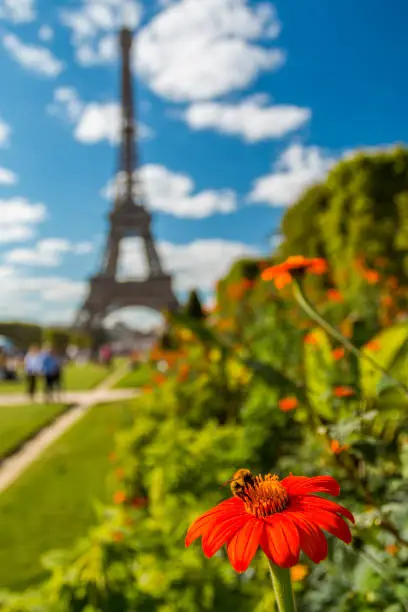 Photo of Blooming flower with bee on Eiffel Tower at background