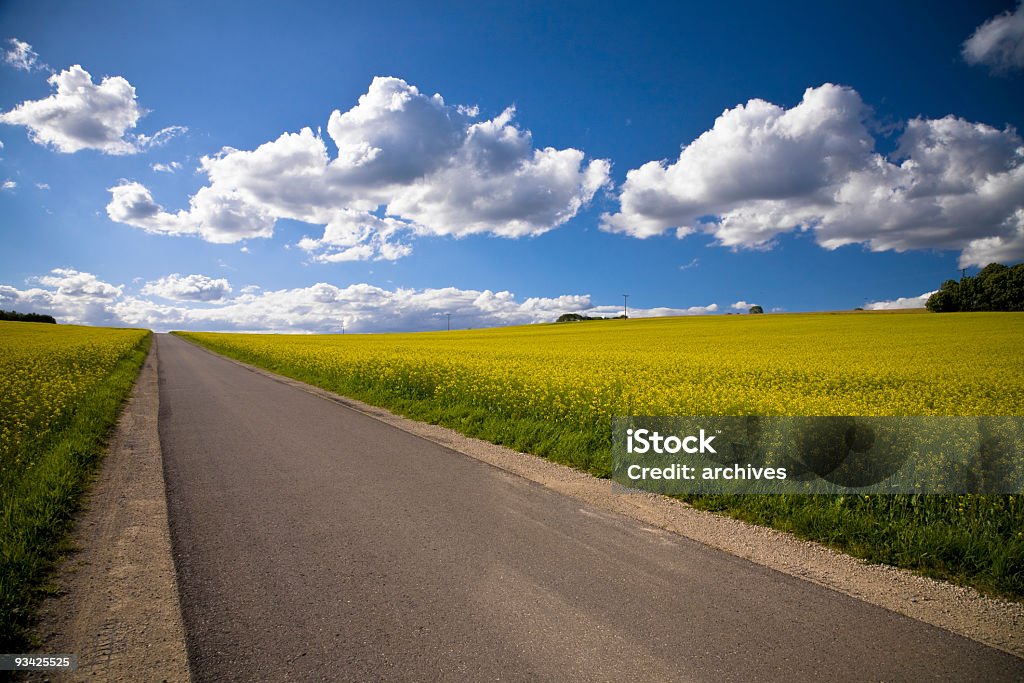 Strada di campagna - Foto stock royalty-free di Canola