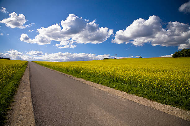 istock A road through the countryside, lined with crops 93425525