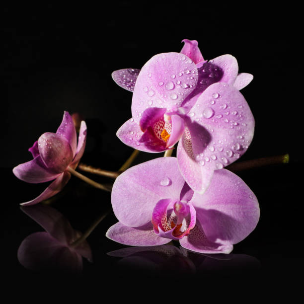 istock Orchid branch on a black background. pink drops on petals. 934255526