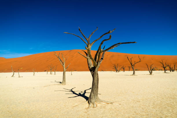 istock Sossusvlei Dead Vlei, Namibia Desert 934255894