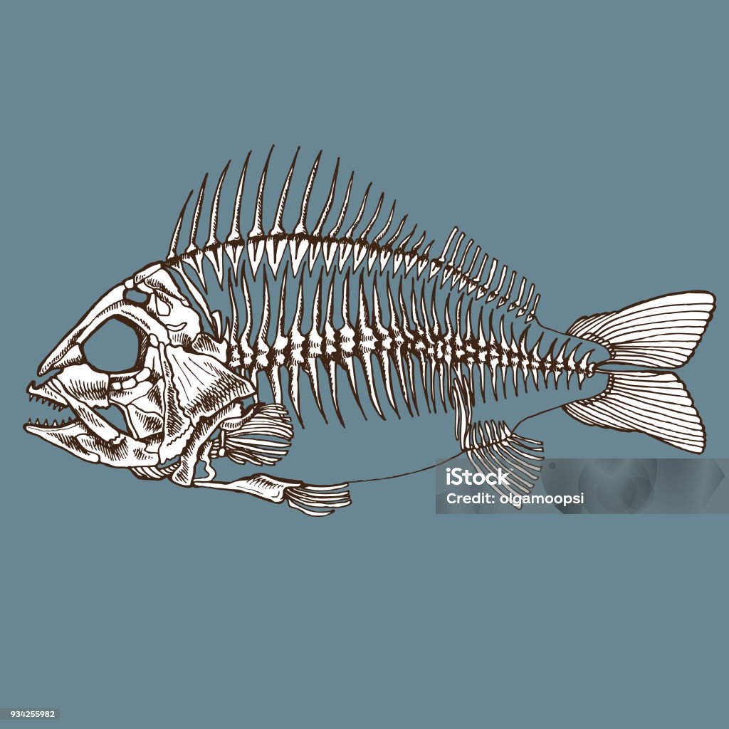 Fish Skeleton Hand Drawn Vector Stock Illustration - Download