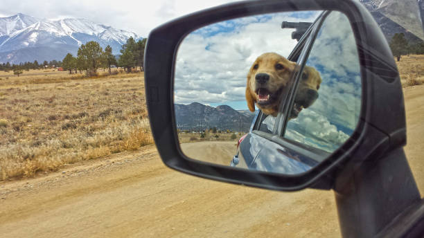 Golden Retriever in the Rear View Mirror stock photo