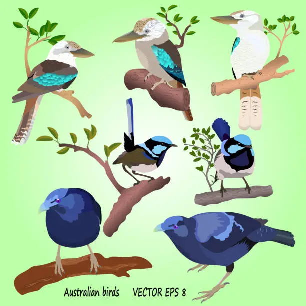 Vector illustration of A set of realistic Australian birds on a green background, isolated