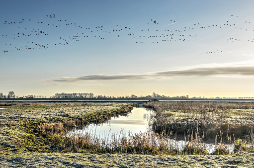 Large group of birds flying over the wetlands on the island of Hoekse Waard, The Netherlands