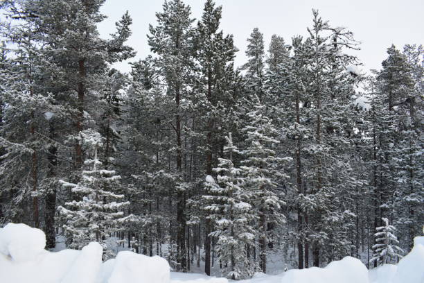 lapónia 14 - rear view winter blizzard nordic countries - fotografias e filmes do acervo
