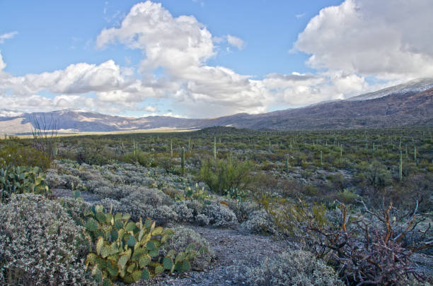 istock Saguaro Forest in Saguaro National Monument 934256520