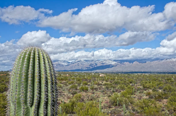 istock Saguaro Against Snow Covered Mountains 934256566