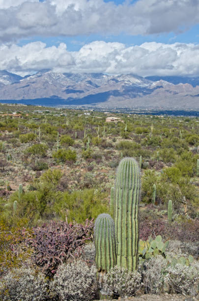 istock Saguaro Forest in Saguaro National Monument 934256568