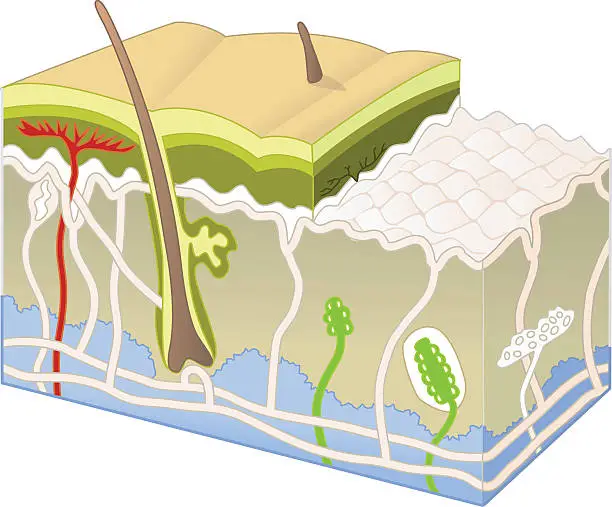 Vector illustration of skin cross section