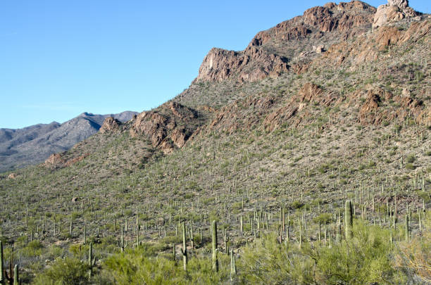 istock Saguaro Forest in Saguaro National Monument 934258784