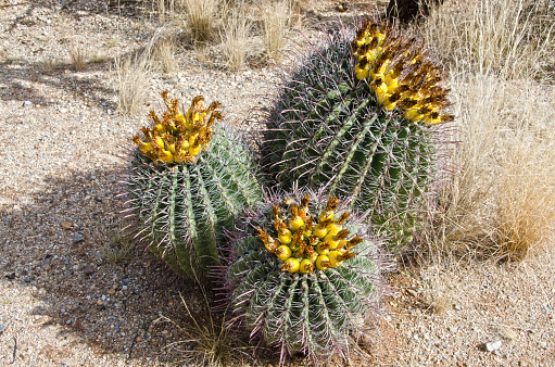 Three barrel cacti are full of fruit in Saguaro National Monument near Tucson, Arizona.
