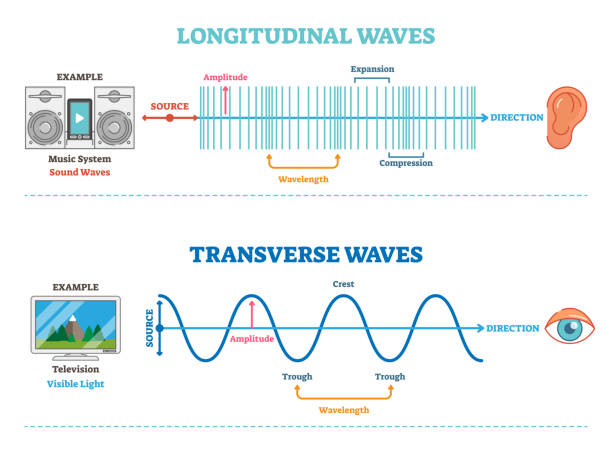 ilustraciones, imágenes clip art, dibujos animados e iconos de stock de longitudinal y transversal de la onda tipo, diagrama científico de la ilustraci�ón vectorial. principio de la percepción visual y sónica. - longitud descripción física