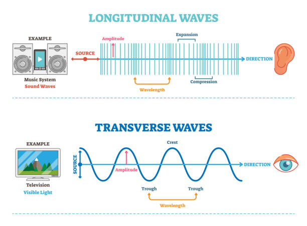 Longitudinal and Transverse wave type, vector illustration scientific diagram. Sonic and visual perception principle. Longitudinal and Transverse wave type, vector illustration scientific diagram with wave structure and difference. Sonic and visual perception principle. longitude stock illustrations