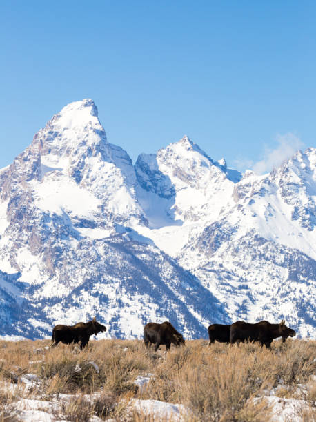 istock Bull Moose with the Tetons 934261934
