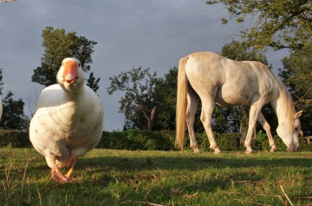 istock White geese and horses 934264844