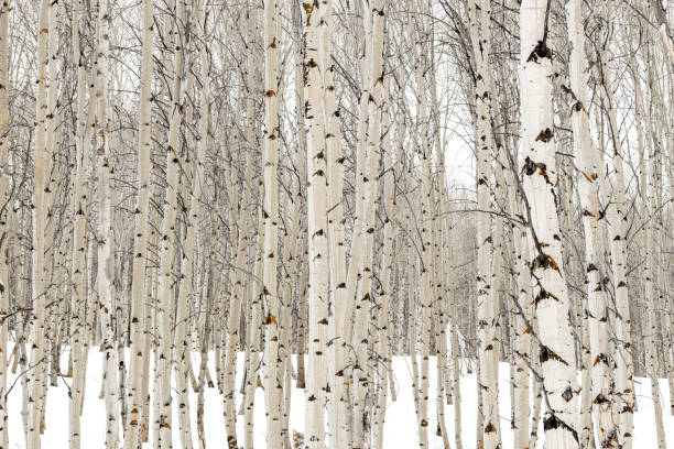 istock Aspen trees in winter with water soaked bark 934265474