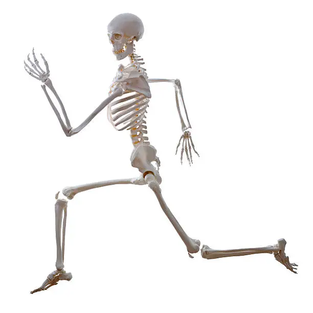 Photo of Running Skeleton