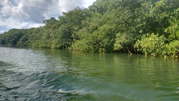 istock Manglar in the Colombian Caribbean 934268294
