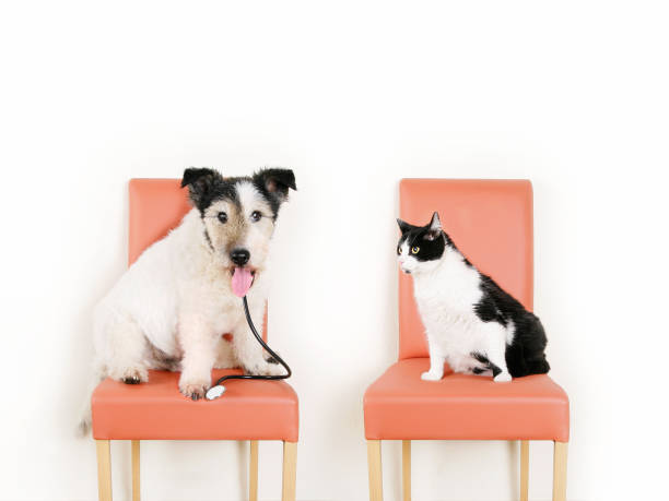 istock Old Dog and Cat at the vet 934268298