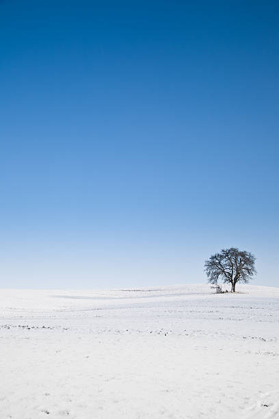 soledad de invierno - reclusion fotografías e imágenes de stock