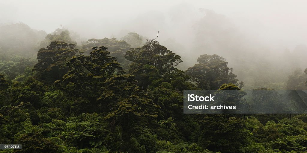 Coastal New Zealand Rainforest  New Zealand Stock Photo