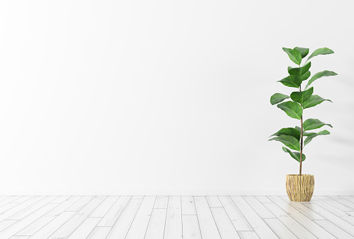 Interior background of room with white wall, wooden floor and green plant 3d rendering