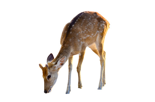 baby deer isolated in white background Brown dots