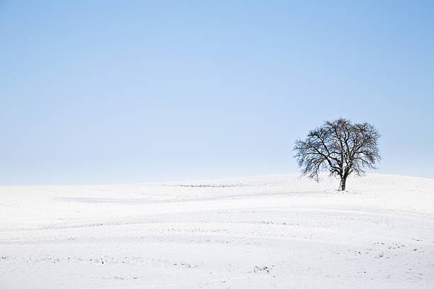soledad de invierno - reclusion fotografías e imágenes de stock