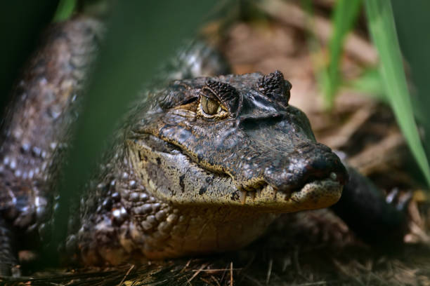 istock crocodile in costa rica 934277176