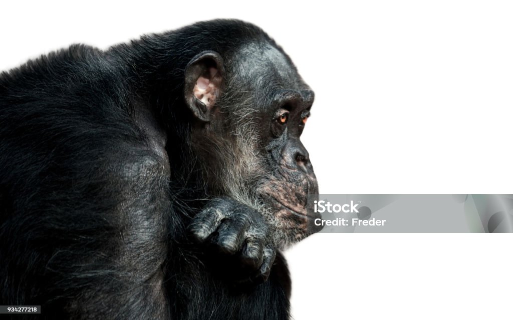 Chimpanzé - Photo de Chimpanzé libre de droits